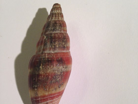 Фото Разукрашенный вексиллюм