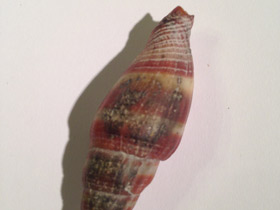 Фото Разукрашенный вексиллюм