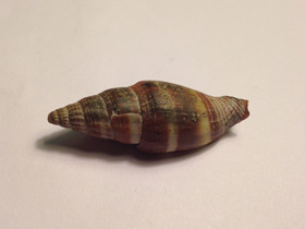 Фото Разукрашенный вексиллюм