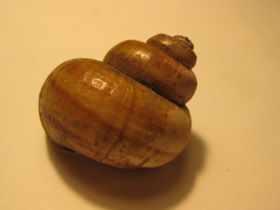 Смотреть фото Болотная лужанка Фото Болотная лужанка