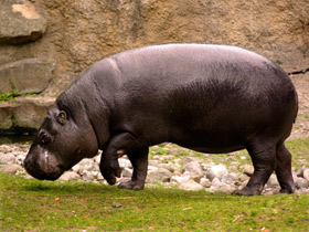 Смотреть фото Карликовый бегемот: малыш из Либерии Фото Карликовый бегемот: малыш из Либерии