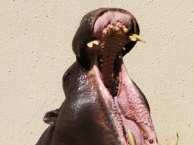 Смотреть фото Карликовый бегемот: малыш из Либерии Фото Карликовый бегемот: малыш из Либерии