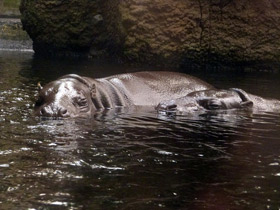 Смотреть фото Карликовый бегемот: малыш из Либерии Фото Карликовый бегемот: малыш из Либерии