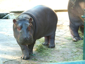 Смотреть фото Самые сонные животные Фото Самые сонные животные