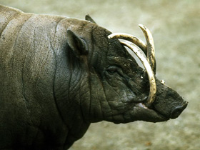 Бабируса Бабируса