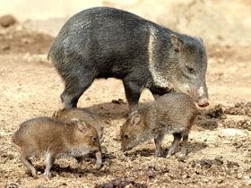 Смотреть фото Ошейниковый пекари Фото Ошейниковый пекари