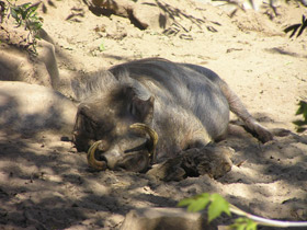 Фото Африканский бородавочник