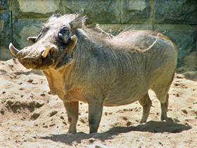 Фото Африканский бородавочник