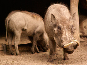 Фото Африканский бородавочник