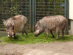 Фото Африканский бородавочник
