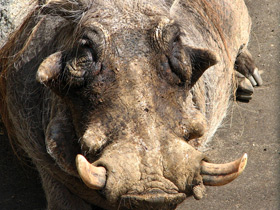 Фото Африканский бородавочник