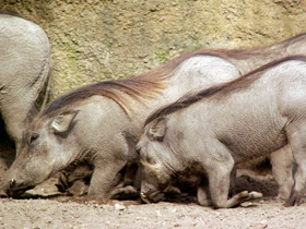 Фото Африканский бородавочник