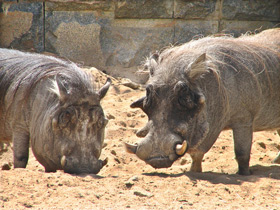 Фото Африканский бородавочник