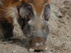 Кистеухая свинья Кистеухая свинья