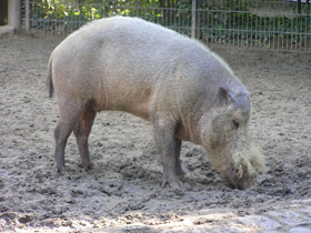 Фото Бородатая свинья