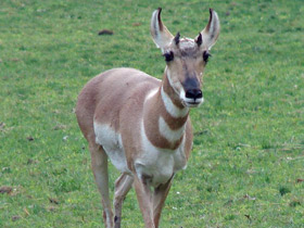 Вилорог Вилорог