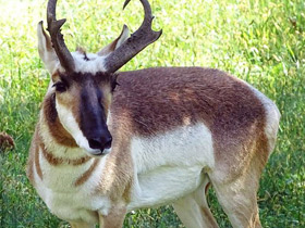 Вилорог Вилорог