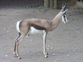 Смотреть фото Спрингбок Фото Спрингбок