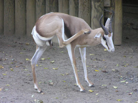 Смотреть фото Спрингбок Фото Спрингбок