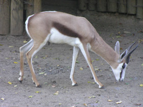 Смотреть фото Спрингбок Фото Спрингбок
