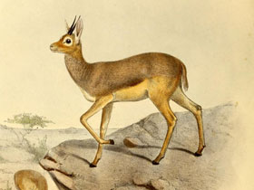 Смотреть фото Бейра Фото Бейра