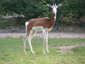 Смотреть фото Мхоррская газель Фото Мхоррская газель