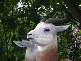 Смотреть фото Газель-дама Фото Газель-дама