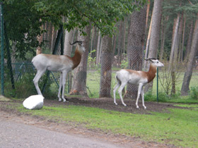 Смотреть фото Газель-дама Фото Газель-дама