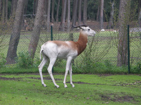 Смотреть фото Газель-дама Фото Газель-дама