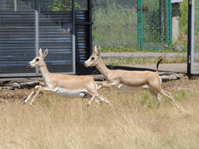 Фото Газель Гранта