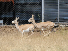 Фото Газель Гранта