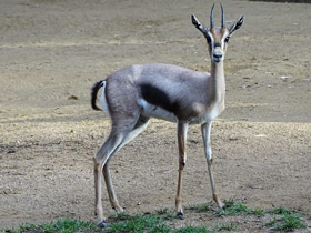 Смотреть фото Газель Спика Фото Газель Спика