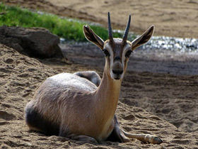 Смотреть фото Газель Спика Фото Газель Спика