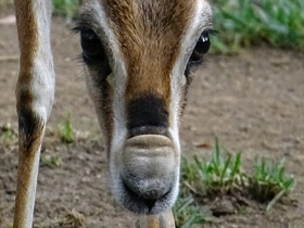 Смотреть фото Газель Спика Фото Газель Спика