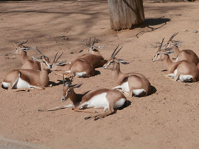 Фото Газель-доркас