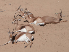 Фото Газель