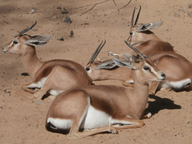 Фото Газель-доркас