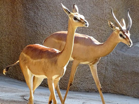 Смотреть фото Геренук Фото Геренук