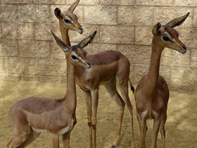 Смотреть фото Геренук Фото Геренук