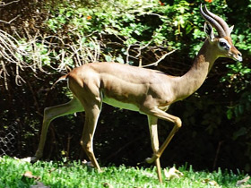 Смотреть фото Геренук Фото Геренук