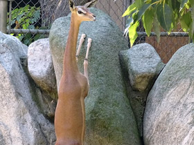 Смотреть фото Геренук Фото Геренук