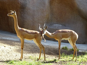 Смотреть фото Геренук Фото Геренук