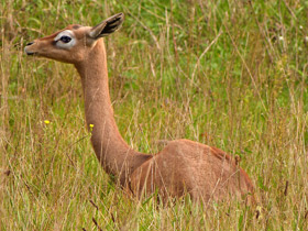Смотреть фото Геренук Фото Геренук