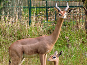 Смотреть фото Геренук Фото Геренук
