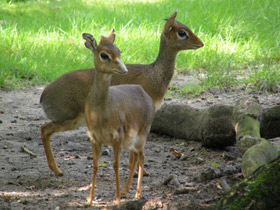 Смотреть фото Обыкновенный дикдик Фото Обыкновенный дикдик