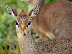 Обыкновенный дикдик Обыкновенный дикдик
