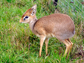 Смотреть фото Обыкновенный дикдик Фото Обыкновенный дикдик
