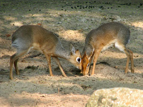 Смотреть фото Обыкновенный дикдик Фото Обыкновенный дикдик