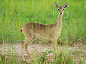 Смотреть фото Ориби Фото Ориби