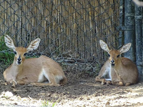Смотреть фото Обыкновенный стенбок Фото Обыкновенный стенбок